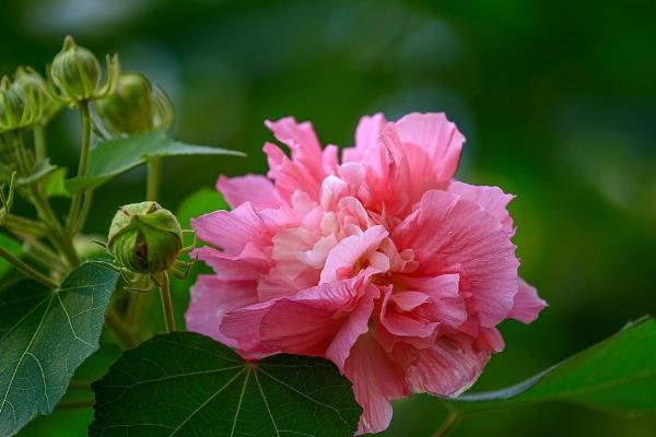 芙蓉花有何特点，清晨和傍晚的颜色不同