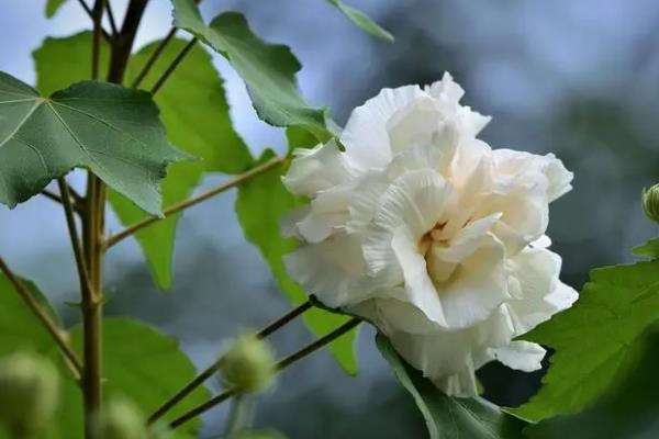 芙蓉花有何特点，清晨和傍晚的颜色不同