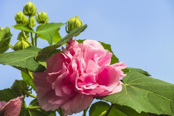 芙蓉花有何特点，清晨和傍晚的颜色不同