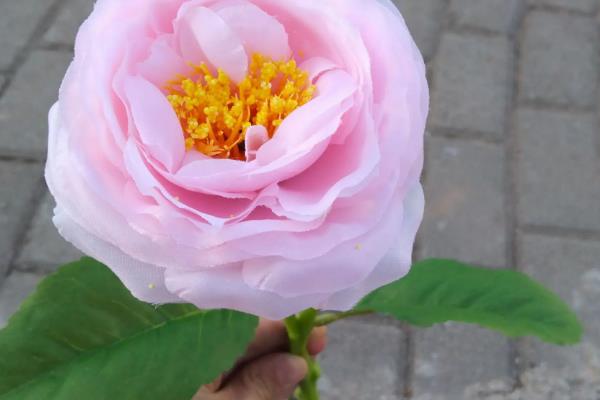 芙蓉花有何特点，清晨和傍晚的颜色不同