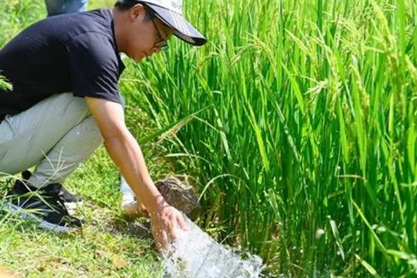 水稻插播适宜密度，主要受到品种的影响