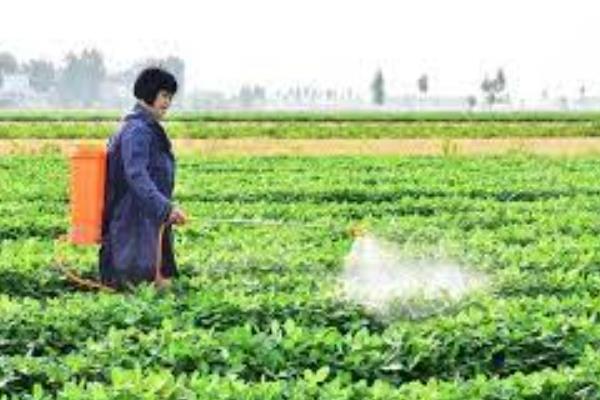 花生打完除草剂多少天可以打营养药，大概过7-10天左右就可以