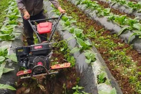 中耕除草有何作用，能起到提温保墒、促进微生物繁殖等效果