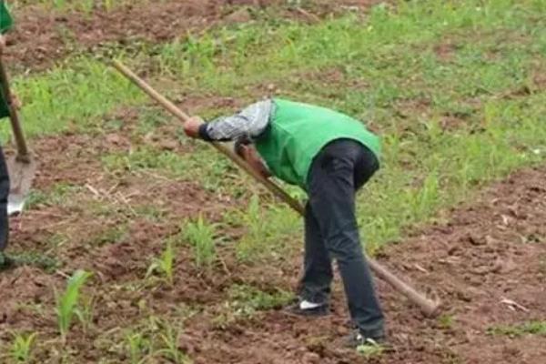 中耕除草有何作用，能起到提温保墒、促进微生物繁殖等效果