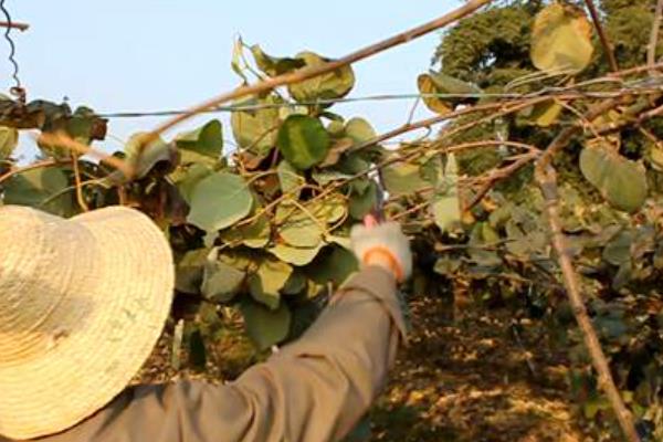 怎样种植猕猴桃，生长期间为其施加以磷钾为主的复合肥料