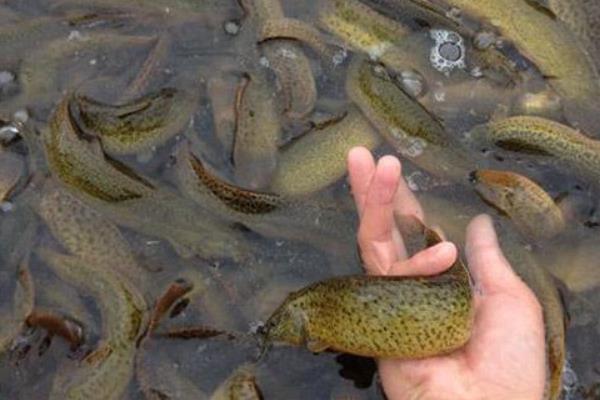 怎么防治泥鳅寄生虫，放养前使用食盐溶液浸洗泥鳅苗