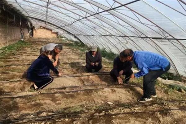 芦笋什么时候上市，华北各地一般在4月上中旬开始采笋