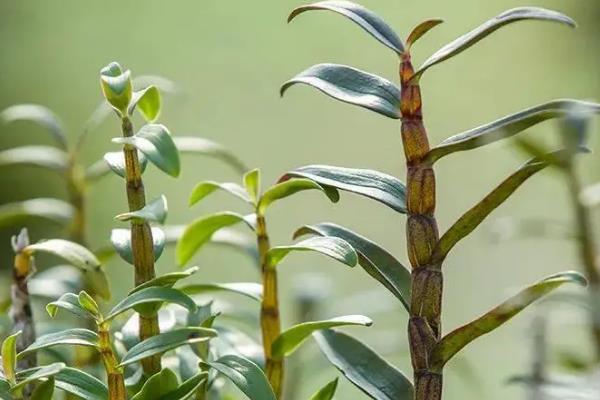 种植石斛怎么施肥，每隔10天左右追施一次