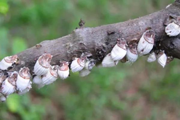 芒果介壳虫有什么危害症状，会出现叶片发黄、树势衰退等情况