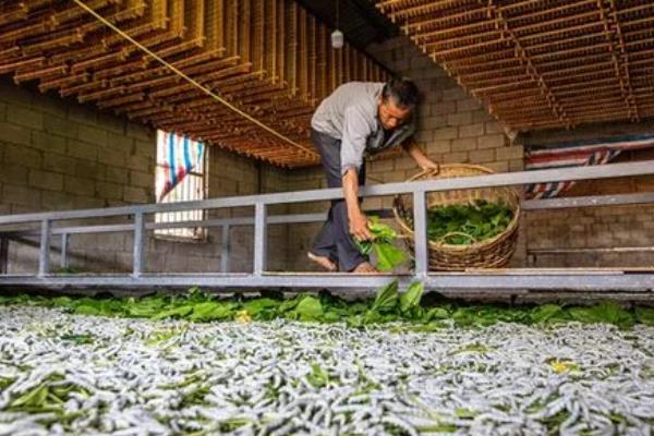 养蚕的三个步骤，分别是孵化、喂食、破茧