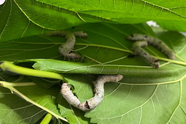 养蚕的三个步骤，分别是孵化、喂食、破茧