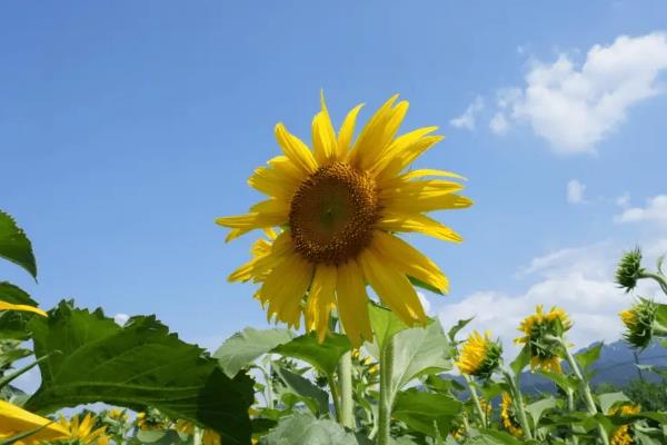 向日葵花的花语，寓意沉默的爱、忠诚信仰等