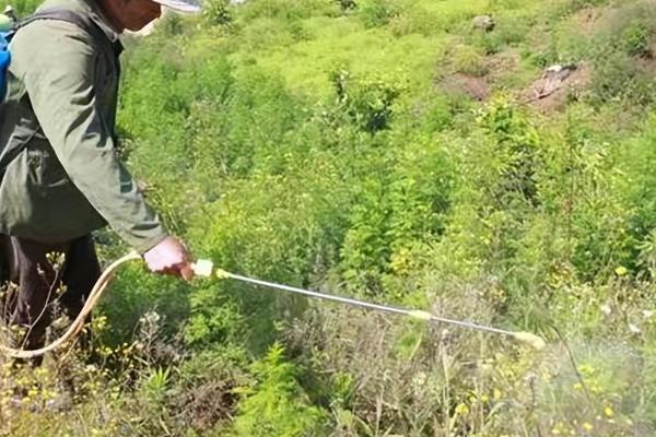 马拉硫磷农药可以杀什么虫，可以有效防治稻飞虱、稻叶蝉等害虫