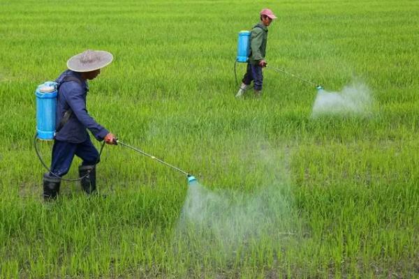 种植水稻的要点，分蘖期勤施肥可提高产量和品质