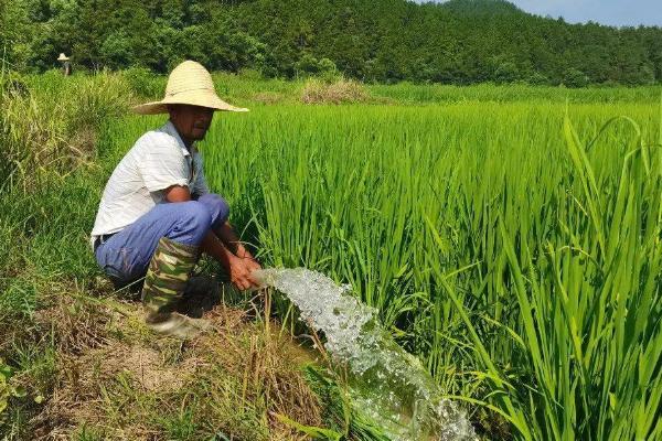 种植水稻的要点，分蘖期勤施肥可提高产量和品质