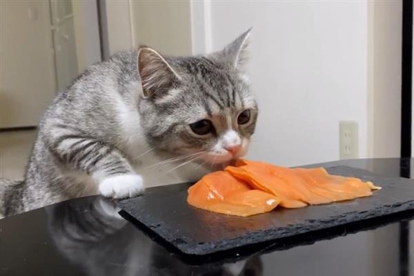 哪些人吃的食物可以喂猫，鸡胸肉、鸭胸肉、牛肉和部分果蔬可以饲喂