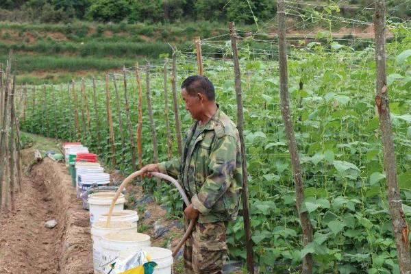 四季豆怎么种植，按照30-35厘米的株距播种