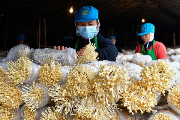 人工菌怎么种植，对原料装袋灭菌后再接种