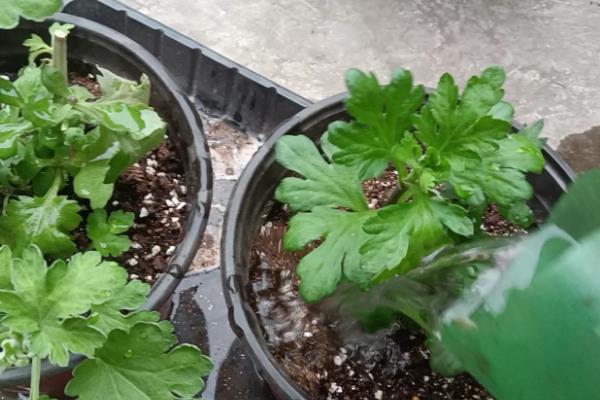 养好菊花的方法，春秋季节每隔3天浇一次水