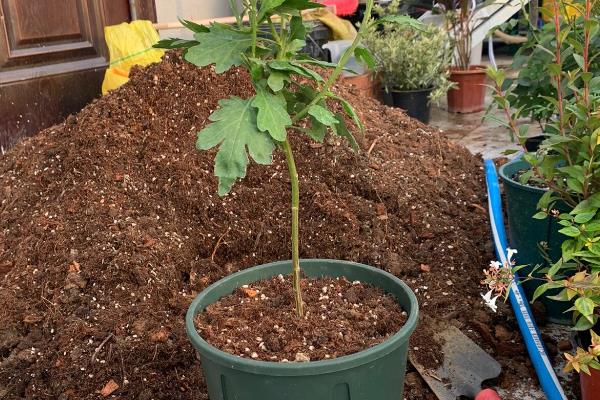 养好菊花的方法，春秋季节每隔3天浇一次水