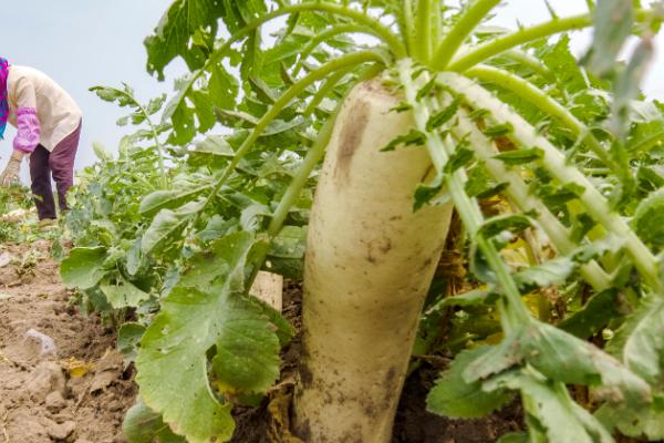 哪些菜可以在8月份至10月份种植，萝卜、菠菜、生菜等品种可供选择