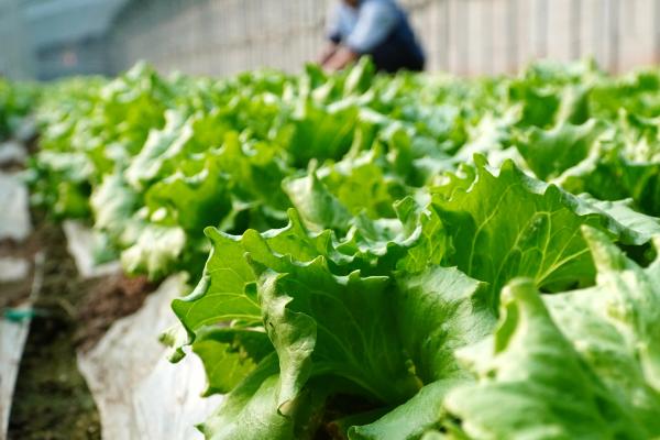 哪些菜可以在8月份至10月份种植，萝卜、菠菜、生菜等品种可供选择