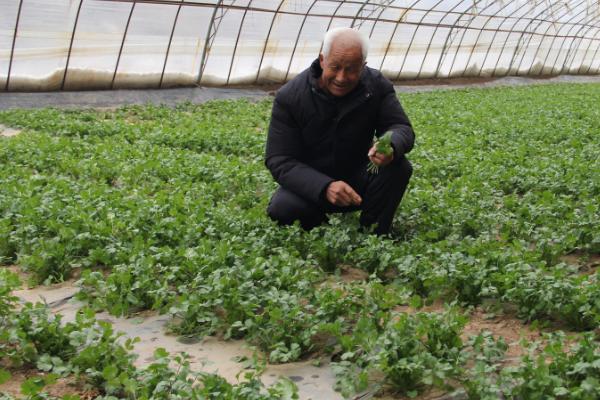 哪些菜可以在8月份至10月份种植，萝卜、菠菜、生菜等品种可供选择