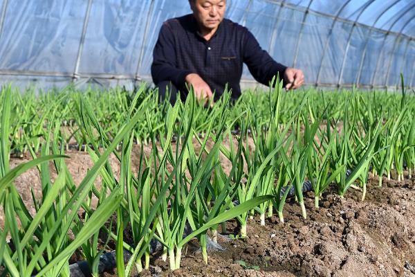 哪些菜可以在8月份至10月份种植，萝卜、菠菜、生菜等品种可供选择