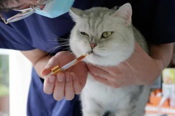 猫肾衰竭的症状，急性肾衰竭具有呕吐、尿少、口腔发炎等表现