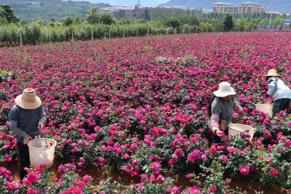 怎么给玫瑰花施肥，一般采用有机肥为基肥