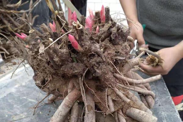 芍药如何水养，每隔2-3天换一次水