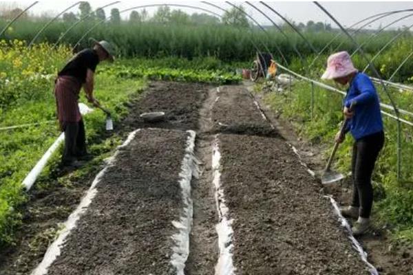 如何裸根起苗，在幼苗周围开沟挖槽、切断根系再取出植株