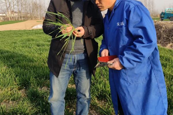 如何自留小麦种子，要反复进行去杂去劣