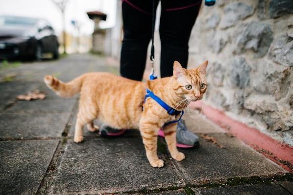 哪些过敏原会造成猫咪哮喘，包括烟味、粉尘、味道刺鼻的物品等