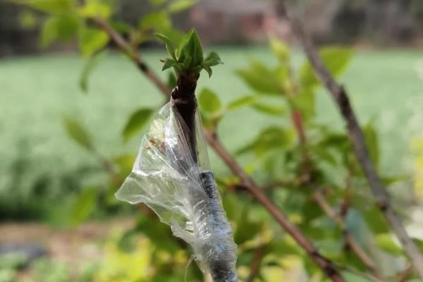 几月份嫁接杏树合适，6-9月份嫁接为佳