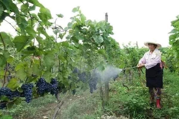 芸苔素内酯的复配效果，可起到促进生长、增产提质等作用