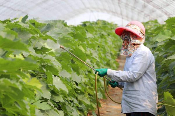 芸苔素内酯的复配效果，可起到促进生长、增产提质等作用