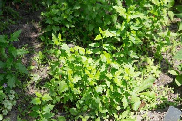 怎么种植菊花脑，浸种晾晒、经过催芽再播种