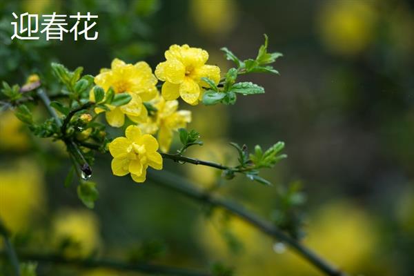 迎春花和云南黄馨的区别，叶子、花朵和花期均不同