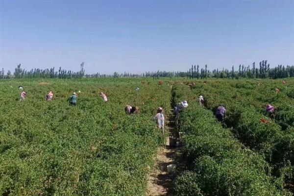 枸杞瘿螨的综合防治方法，芽前可采取化学防治