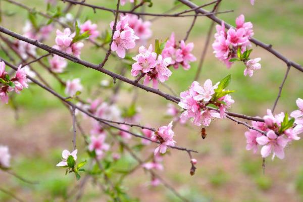 桃花夏季会不会开放，只会在春天进入花期