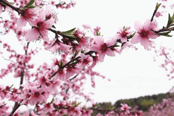 桃花夏季会不会开放，只会在春天进入花期