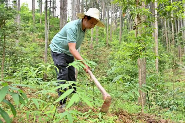 黄精有哪些品种，包括鸡头黄精、大黄精和多花黄精