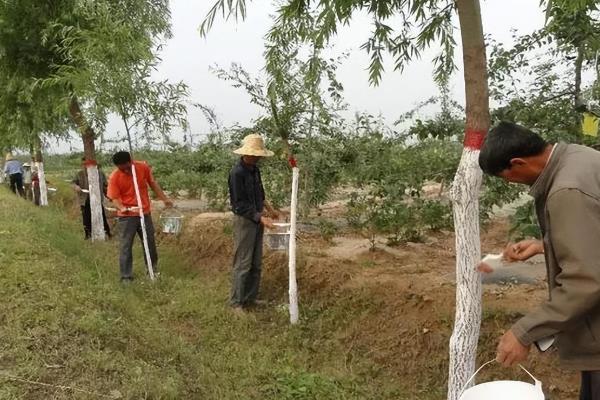 果树刷石灰怎么配制，主要用硫酸铜、生石灰混配