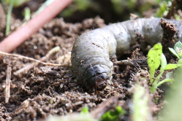 农业害虫的种类，蝼蛄、蛴螬、金针虫等害虫较常见