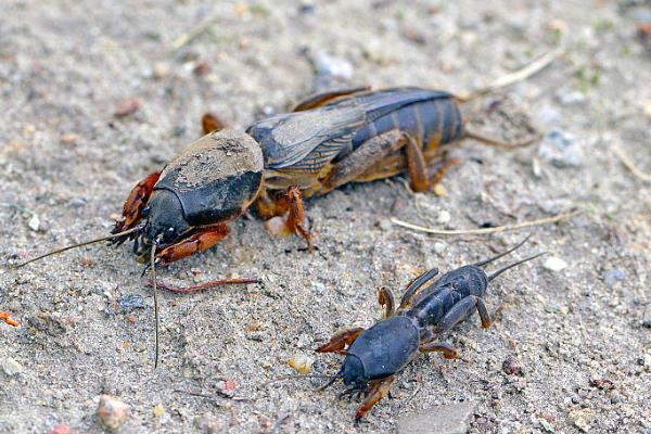 农业害虫的种类，蝼蛄、蛴螬、金针虫等害虫较常见