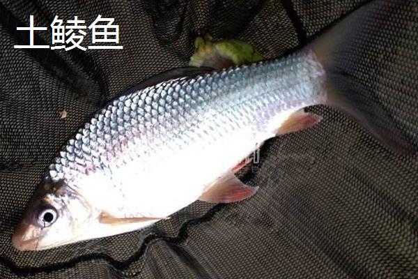 土鲮鱼和泰鲮鱼有什么区别，来源、形态、体型、肉质均不同