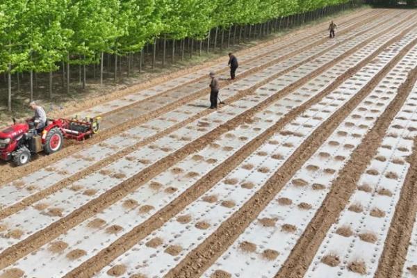 地膜玉米栽培的适宜范围，适宜冷凉地区和降水不均地区