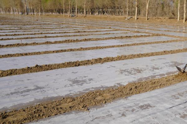 地膜玉米栽培的适宜范围，适宜冷凉地区和降水不均地区