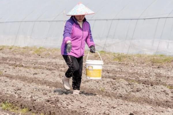 地膜玉米栽培的适宜范围，适宜冷凉地区和降水不均地区